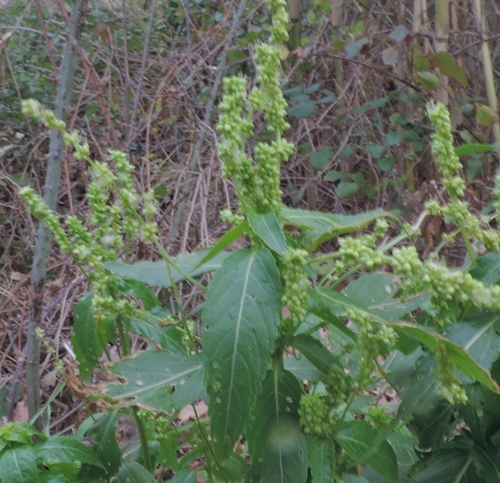 Mercurialis annua